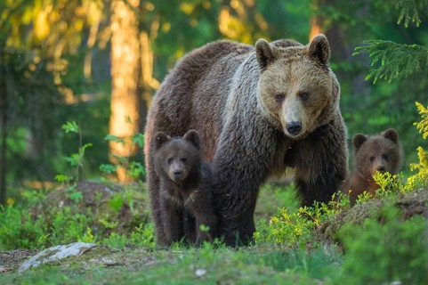Eurasian Brown Bear (Ursus arctos) mother with cubs in forest, Finland