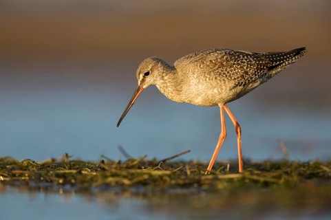 Spotted Redshank (Tringa erythropus) foraging, Poland