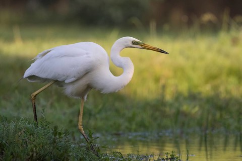 Great Egret (Ardea alba), Subotica, Serbia
