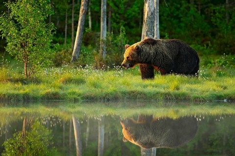 Brown bear walking in forest, morning light. Dangerous animal in nature taiga and meadow habitat.
