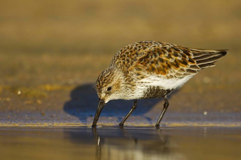 Dunlin (Calidris alpina) foraging, North Rhine-Westphalia, Germany