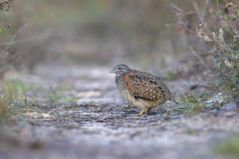 Painted Buttonquail (Turnix varius) female perched on the ground, Victoria, Australia