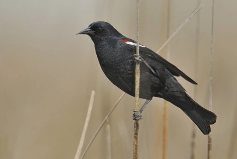 Tricolored Blackbird (Agelaius tricolor) male, California, USA