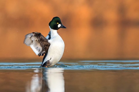 Common Goldeneye (Bucephala clangula) male flapping wings, Saxony-Anhalt, Germany