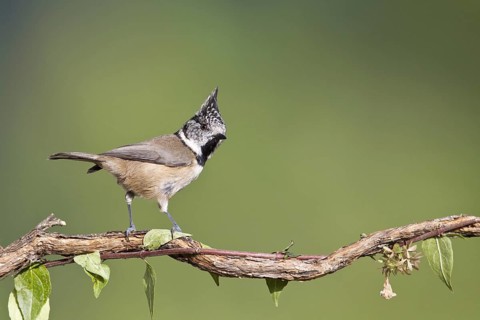 European Crested Tit (Lophophanes cristatus), Portugal