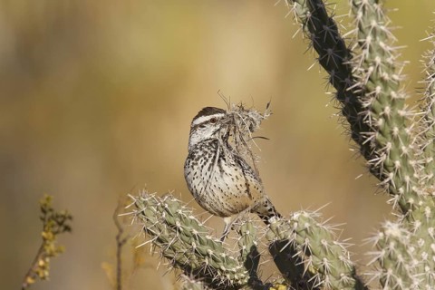 Cactus Wren (Campylorhynchus brunneicapillus), California, USA