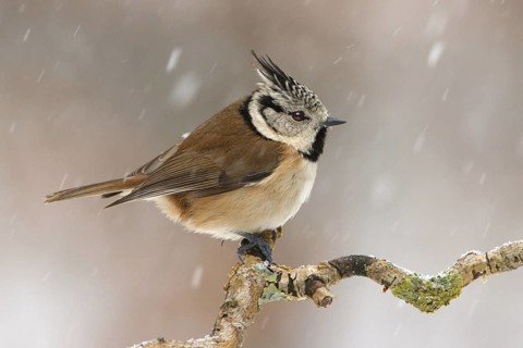 European Crested Tit (Lophophanes cristatus), Utrecht, Netherlands