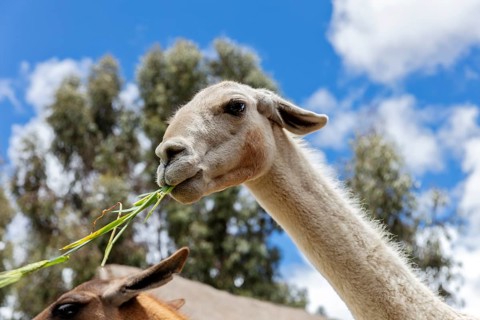 Alpaca and Llama Farm, near Cusco, Peru