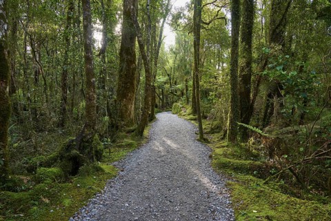 A narrow, light-coloured path runs through a sparse, moss-covered forest, summer, Lake Matheson,