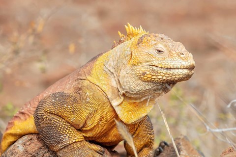Drusenkopf (Conolophus subcristatus), Santa Cruz, Galapagos, Ecuador