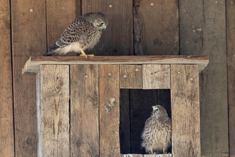 Kestrel (Falco tinnunculus) young bird already able to fly looking at its sibling, village in