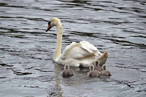 Mute swan (Cygnus olor) with offspring on the Kiel Canal, Kiel Canal, Schleswig-Holstein, Germany