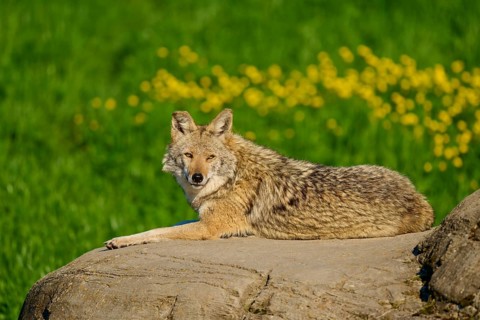 Coyote lying relaxed on a rock surrounded by green meadow and yellow flowers, coyote (Canis