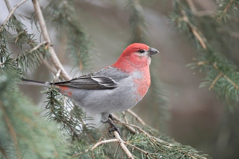 Crimson head and breast... Hooked Finch (Pinicola enucleator), male in splendid plumage, also