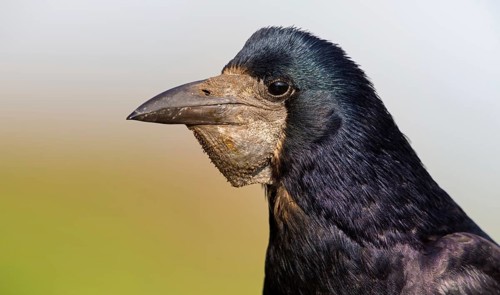 Saatkrähe, Rook, Corvus frugilegus, Corbeau freux, Graja