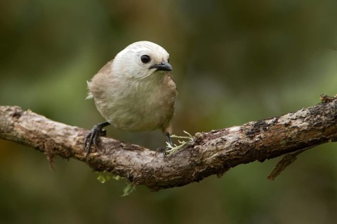 Whitehead (Mohoua albicilla), Tiritiri Matangi Island, New Zealand