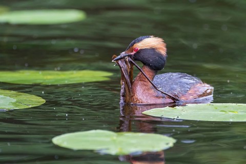 Ohrentaucher (Podiceps auritus) Slavonian Grebe