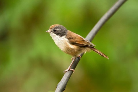 Pipipi (Mohoua novaeseelandiae), Rakiura National Park, New Zealand
