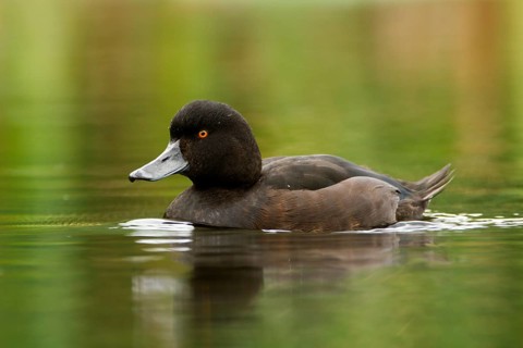 New Zealand Scaup (Aythya novaeseelandiae) male, Northwood, Christchurch, Canterbury, North Island,