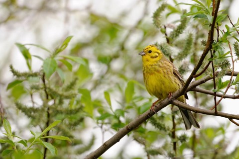 Yellowhammer (Emberiza citrinella) perched on a branch, North Rhine-Westphalia, Germany