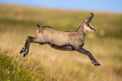 Chamois (Rupicapra rupicapra) on a meadow in the Vosges Mountains, wildlife, France