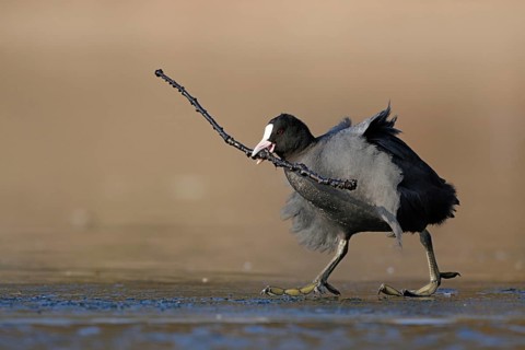 Get a stick... Coot (Fulica atra) walks across the ice with overlong nesting material, stick in