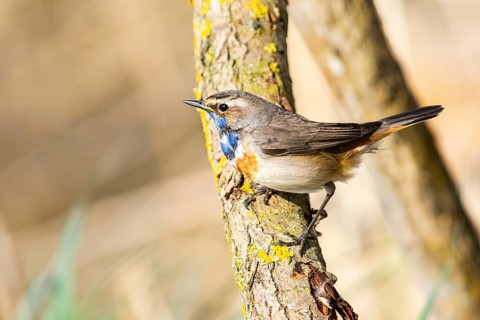 Bluethroat (Luscinia svecica cyanecula) ml Germany