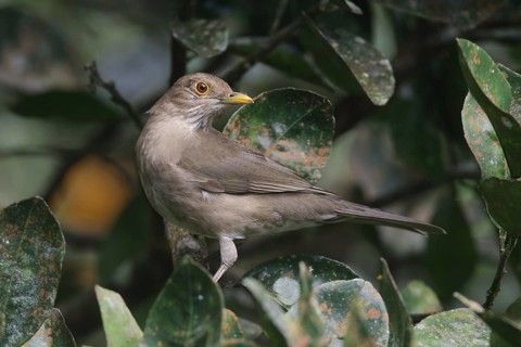 Ecuadorian Thrush (Turdus maculirostris), Santo Domingo, Ecuador