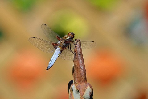 Flat-bellied dragonfly (Libellula depressa), male sitting on a fence top in the garden, close-up,