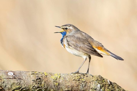 Bluethroat (Luscinia svecica cyanecula) ml Germany