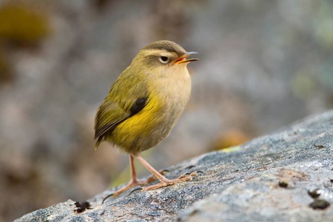New Zealand Rockwren (Xenicus gilviventris) juvenile, South Island, New Zealand
