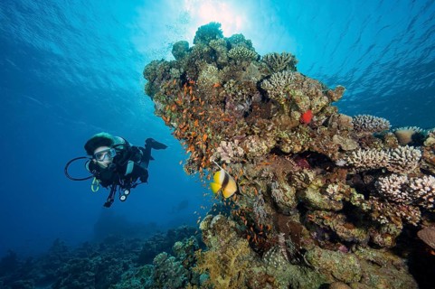Diver looking at school of jewelled bannerfish (Pseudanthias squamipinnis) Jewelled bannerfish