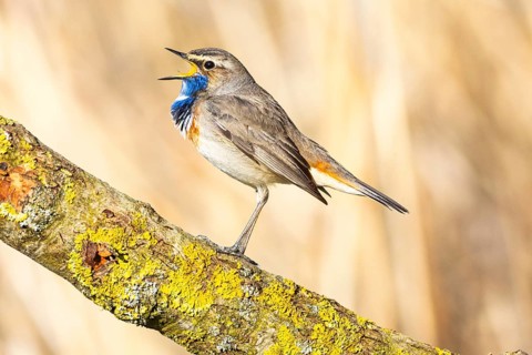 Bluethroat (Luscinia svecica cyanecula) ml Germany