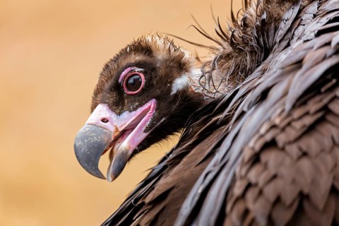 Mönchsgeier, Monk Vulture, Black Vulture, Cinereous Vulture, Aegypius monachus, Vautour moine,