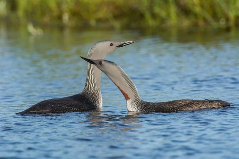 Sterntaucher (Gavia stellata) Red-throated Diver