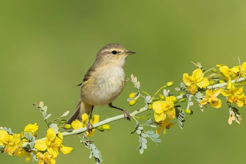 Common Chiffchaff (Phylloscopus collybita), Eilat, Israel