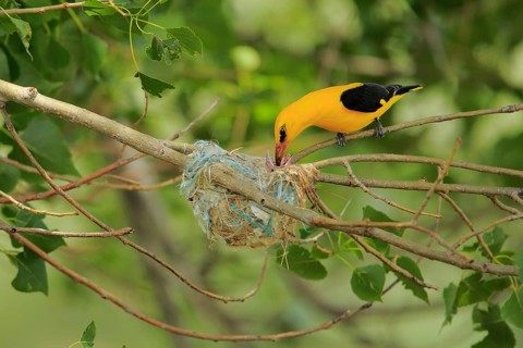 Eurasian Golden Oriole (Oriolus oriolus) male feeds chick in nest, Castile and Leon, Spain