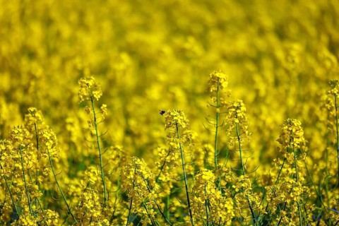 Bönen, North Rhine-Westphalia, Germany - Yellow rape field in bloom
