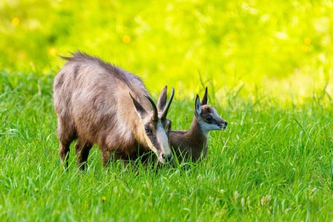 Chamois with young next to each other on a green, harmonious pasture landscape, chamois, chamois,