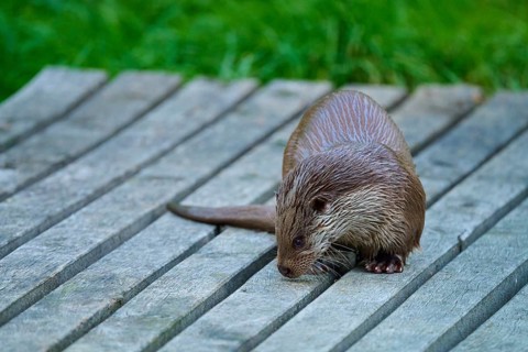 European otter (Lutra lutra), with wet fur sniffing at a wooden plank, Germany