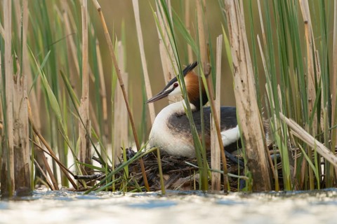 On the nest... Great Crested Grebe (Podiceps Scalloped ribbonfish) breeds between reeds in natural