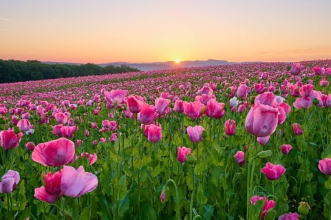 Opium poppy (Papaver somniferum), in the light of sunrise, summer, Germerode, Geo nature park Park