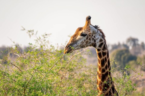 Cape giraffe (Giraffa giraffa giraffa) eating young leaves of an acacia tree, animal portrait,