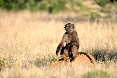 Bear baboon, Tschakma baboon (Papio ursinus), adult, sitting on termite mound, alert, Kruger,