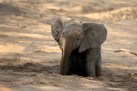 African elephant (Loxodonta africana), young animal, digging, drinking, searching for water, dried