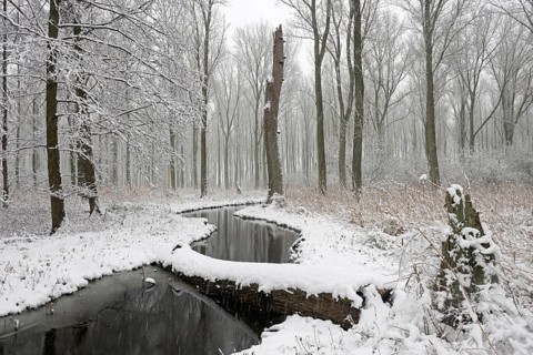 Sudden onset of winter, winter with snowfall in Meerbusch, Ilvericher Altrheinschlinge, small