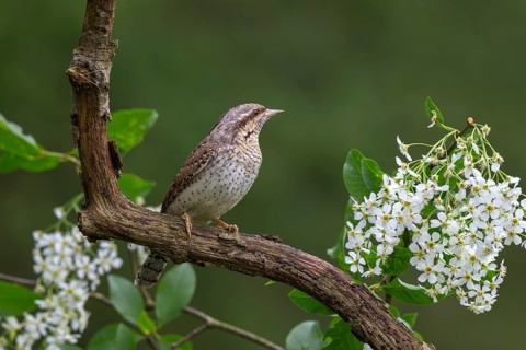 Eurasian wryneck (Jynx torquilia), Limbach, Burgenland, Austria