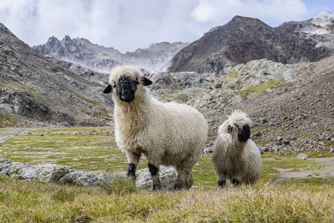 Two Valais Blacknose sheep (Ovis gmelini aries), high alpine mountain valley, Obere Senner Egete,