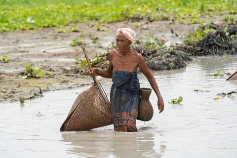 BAKSA, INDIA- JULY 12: Tribal women engage in traditional fishing using Jakoi, a bamboo fishing