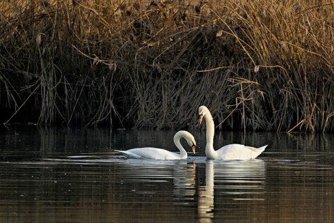 Mute swans (Cygnus olor), pair mating, Flachsee nature reserve, Freiamt, Canton Aargau, Switzerland